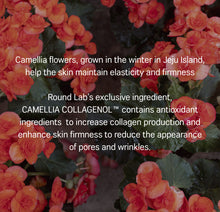 Load image into Gallery viewer, [Round Lab] Camellia Deep Collagen Gel Mask (4 sheets)-Ships from Korea
